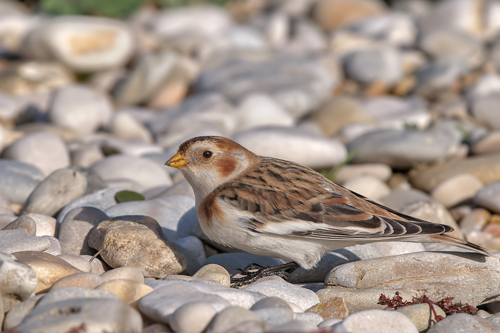 Zigolo delle nevi - Plectrophenax nivalis